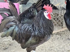 12+ White Faced Spanish Chicken Hatching Eggs 2 Day Shipping In Foam Packaging