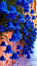Weeping Begonia Flower Bulbs for Home Gardening Pack of 2 Bulbs NAVY BLUE 