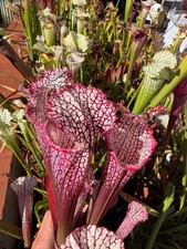 Sarracenia leucophylla ‘Dionne’ Size S Dionea Torba Fiori PIANTA CARNIVORA