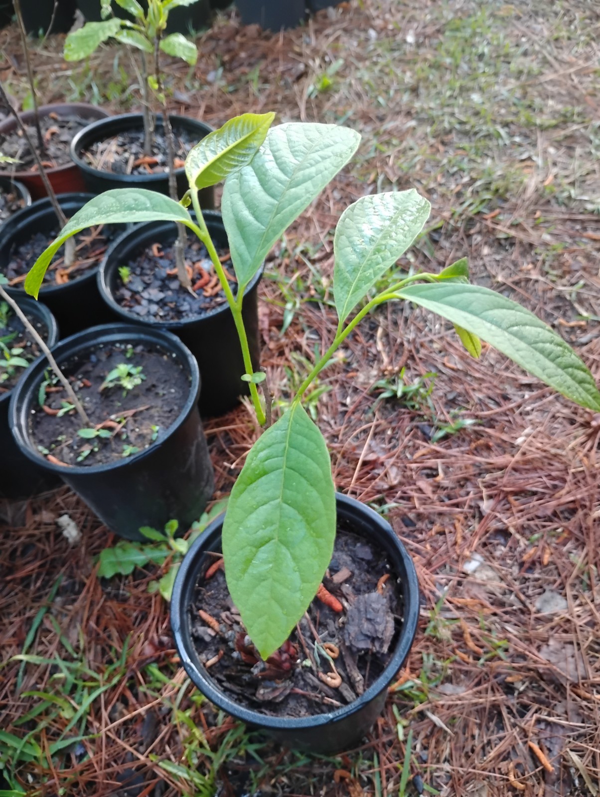 American Paw Paw Tree, 1 Gallon Pot. | eBay
