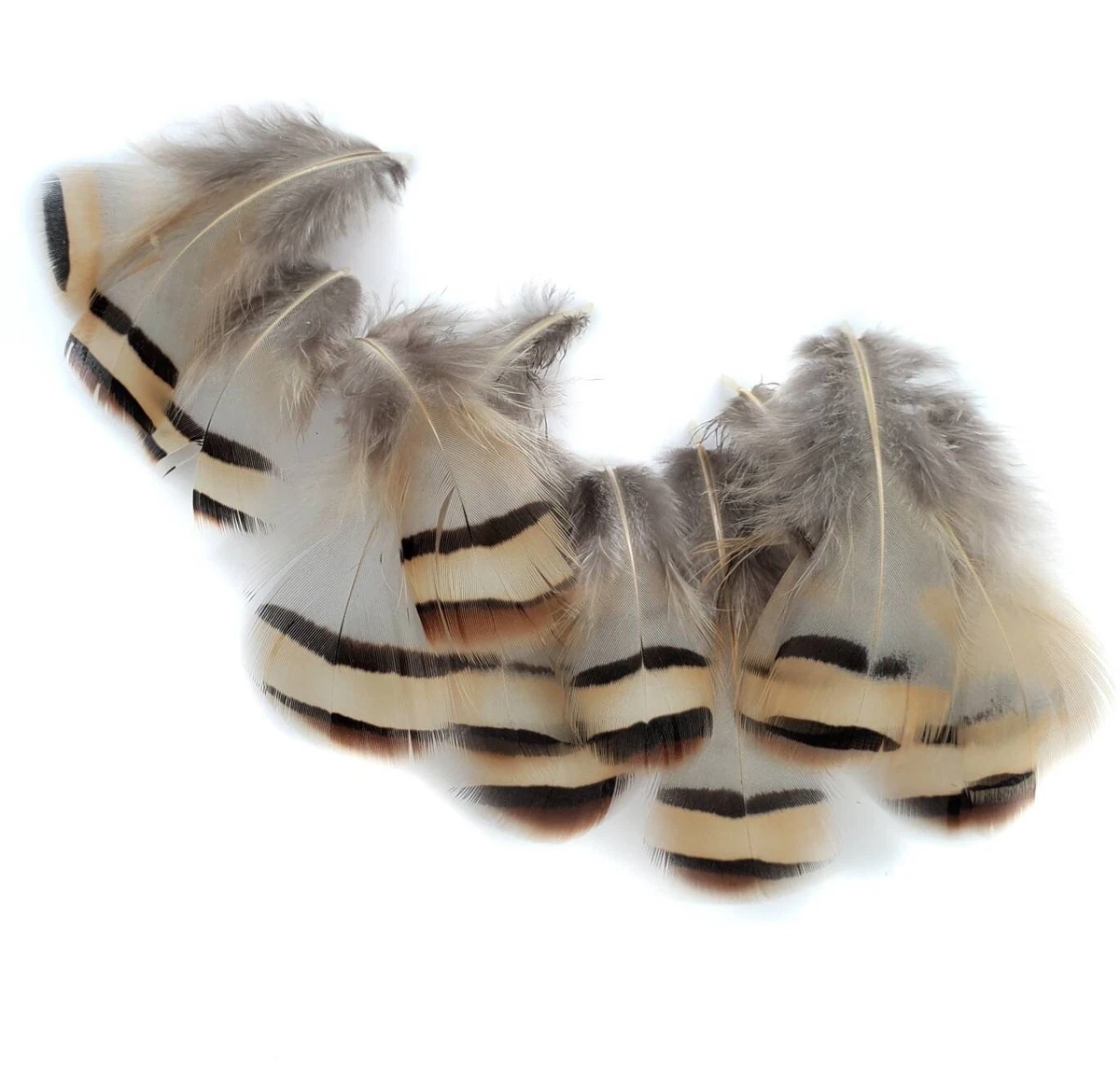 Chukar Partridge Flying