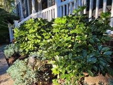 Aucuba Japonica Golden Dust Gold-dust in small pot - 