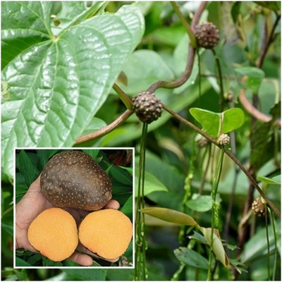 spontanea ex Japan - 10 bulbils Wild Japanese Air Yam – Dioscorea bulbifera f