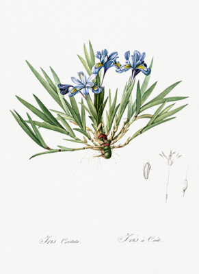 Dwarf Crested Iris - 1805 - Les Liliacees - Pierre Redoute - Illustration Magnet