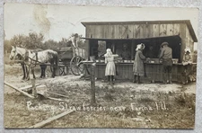M501 Postcard RPPC Packing Strawberries near Farina IL Illinois Ladies at farm