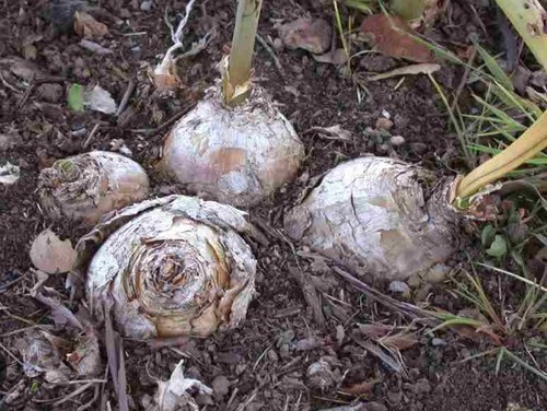 Amaryllis Belladonna Naked Lady Bulbs Pink One Bulb - Picture 2 of 2