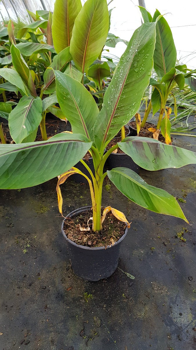 Bananier du Sikkim résistant au froid Musa sikkimensis Red Tiger pour climat tempéré