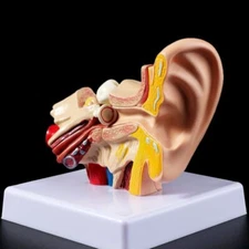 1.5 Times Enlarged Human Ear Anatomy Model Organ Medical Teaching Supplies USA
