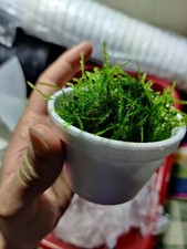 Willow moss, live aquarium plant, homegrown,ada, WYSIWYG,cherry shrimp,java moss
