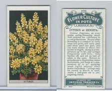 C13 Imperial Tobacco, Flower Culture, 1925, #20 Cytisus or Genista