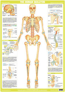 Human Skeleton Wall Chart