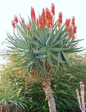 RARE ALOE FEROX exotic bitter medicinal gel succulent desert plant seed 10 SEEDS