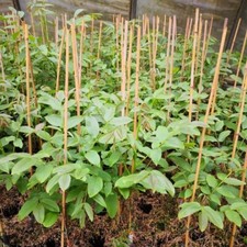 Wunder von Monrepos veredelter Walnussbaum große Frucht ca. 60-80 cm 7,5 L Topf