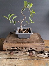 Ficus Bonsai Start