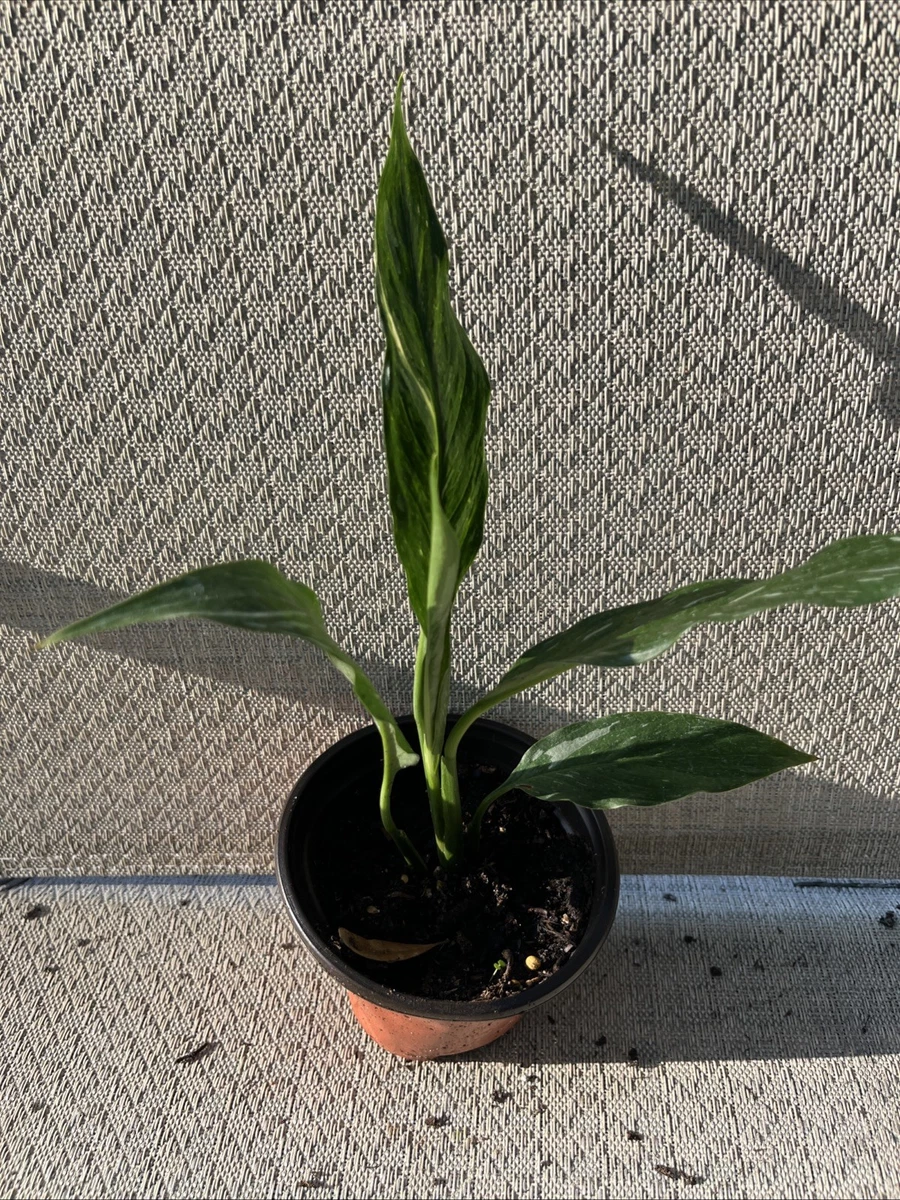where can i buy a spider plant Spider Plant 'Reverse' | Indoor Plant | Tropical Plant | Potted Plant