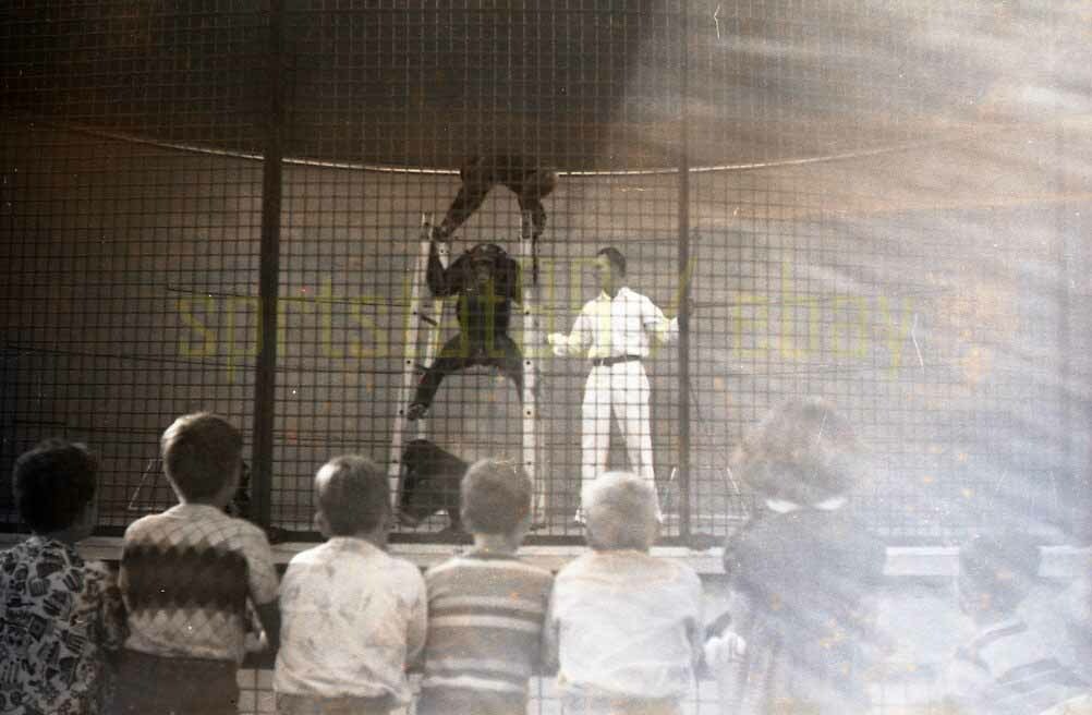 Bonzo the Chimpanzee - 1950s Animal Show - Vintage Circus Negative