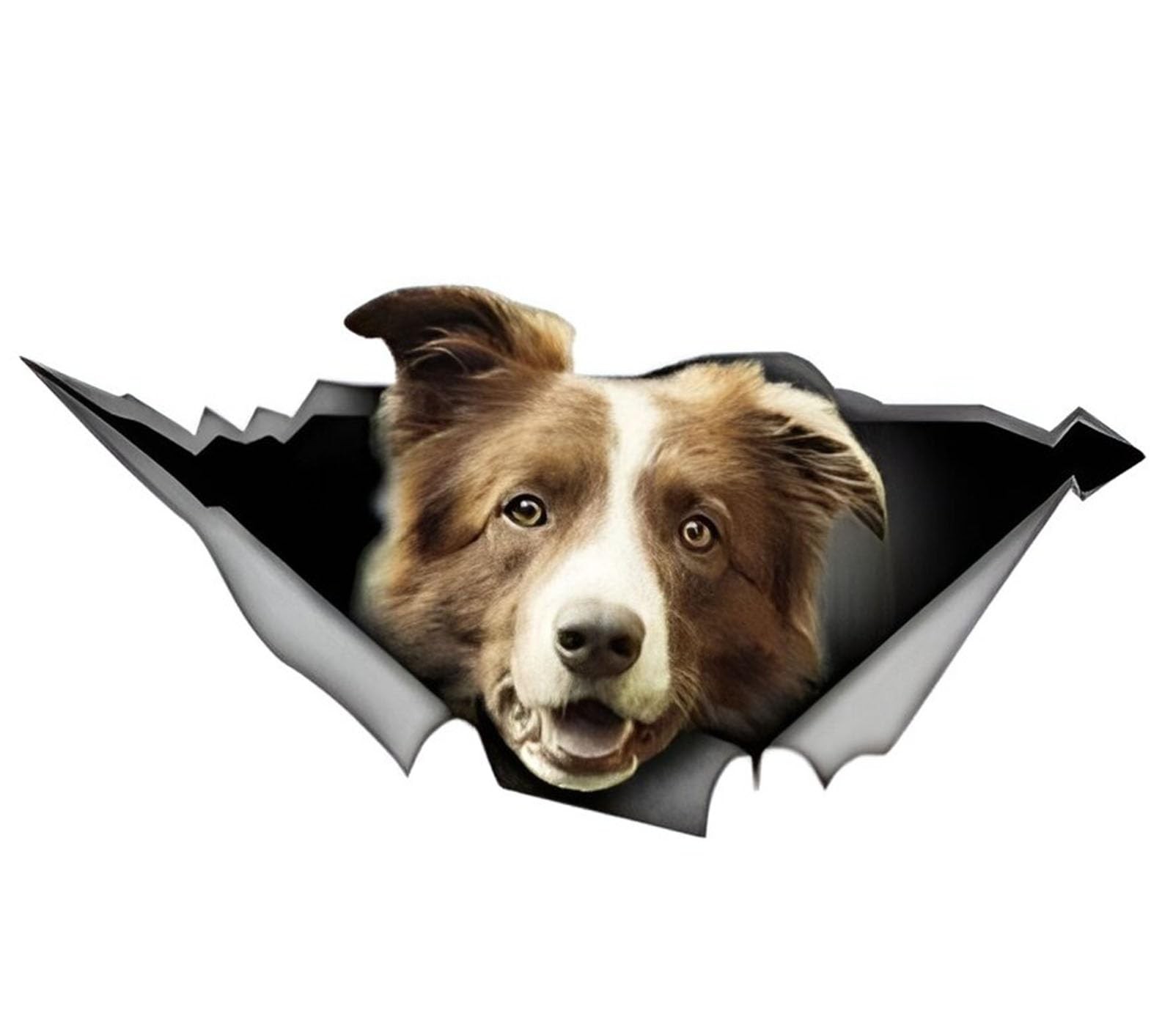 Autocollant Border Collie marron idéal pour décorer le van des passionnés de chiens