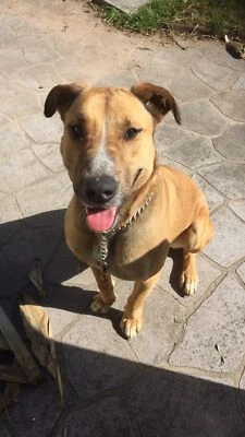 bullmastiff puppies for sale gumtree