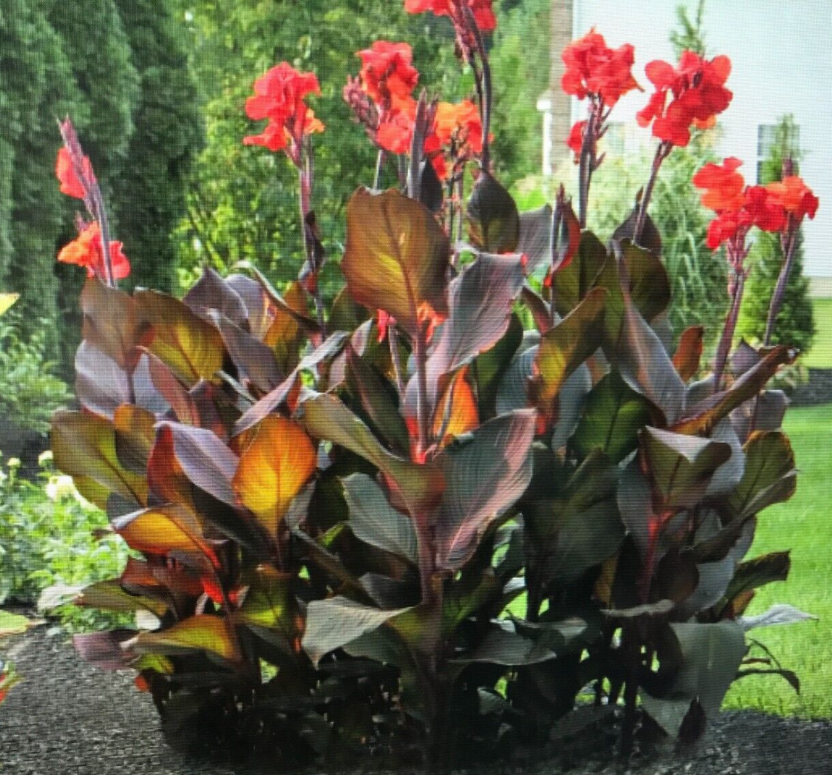 5 Canna Bulbs Red Flowers Tall Plants Bronze Leaf Lily Rhizomes | eBay