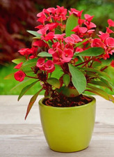 Euphorbia milii Vulcanus 'Crown of Thorns' Plant Red Flower in 14cm pot