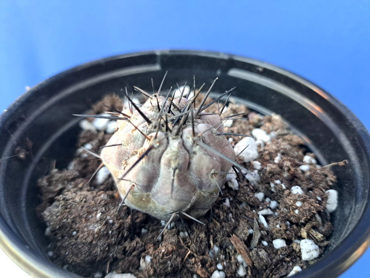 Cactus Copiapoa Cactis&Succulents for sale | eBay