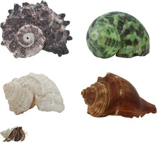 4Pcs Hermit Crab Shells, Natural Hermit Crab Shells Medium to Large, 0.6-1.4 Inc