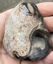 FOR SALE A  HAND SIZE YORKSHIRE FOSSIL AMMONITE NODULE FROM SANDSEND BY WHITBY