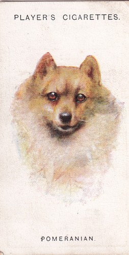 John Player Cigarette Cards 1929 Dogs Heads by Wardle A Series Pick your Card/s - Picture 8 of 27