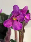 Hunter’s Wanna See My Stinger, African Violet Plant, Wasp, Bustles, Semimini  !! — photo 1
