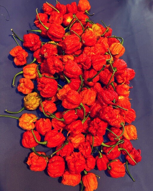 50+ Carolina Reaper Pepper Seeds. One Of The Worlds Hottest Pepper. 100