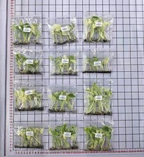 Variegated Monstera Mint Tissue Culture TC 6 Plants In 1 Bag