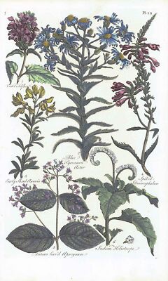 1757 Botanical ASTER HELIOTROPE APOCYNUM  John Hill Pl 29 (EG60)