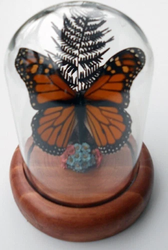 Danaus plexippus  Monarch Butterfly in a Dome