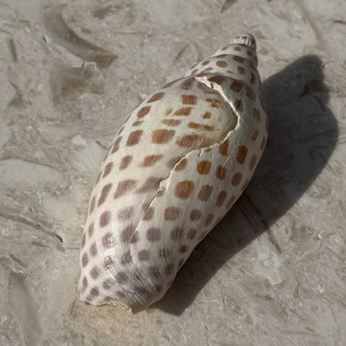 Junonia Seashell Beautiful Rare shell found on the west coast of Florida.