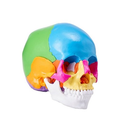 Life-Size Human Skull Model 22-Part PVC Anatomical Detachable Study Aid