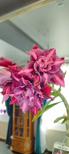 ADENIUM YOU JOAO WUSTENROSE SUCCULENT - Bild 7 von 13
