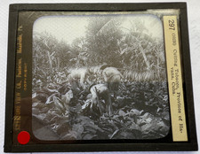 KEYSTONE MAGIC LANTERN SLIDE 297 CUTTING TOBACCO HAVANA, CUBA 1920s