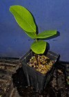 Annona monticola — photo 2