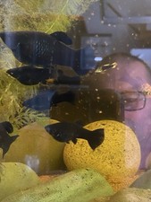 6 pack Black Mollys Live Fish Tropical Fish High Quality