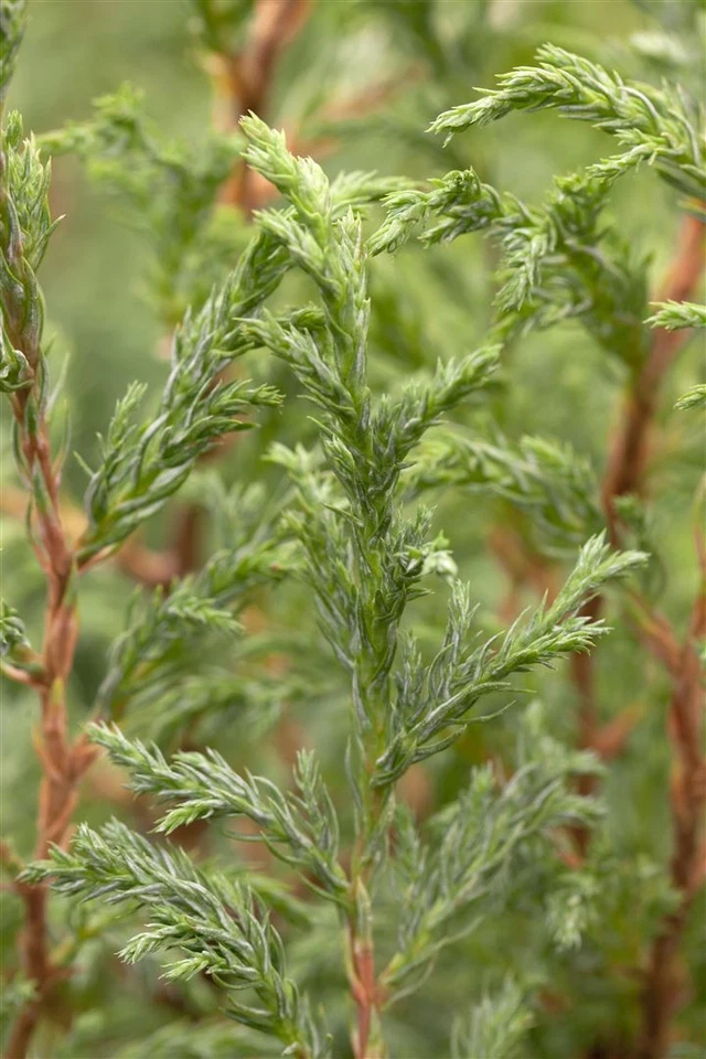 Chamaecyparis pisifera 'Baby Blue', Scheinzypresse, blau, 20–30 cm - Bild 2 von 4