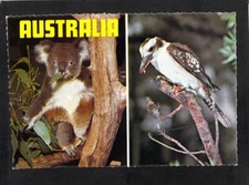 B0144 Australia Animals Koala Kookaburra postcard