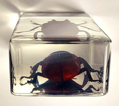 2.8 " Echt Hirsch Käfer IN Klar Lucite Kunstharz Briefbeschwerer Neolucanus - Bild 8 von 14