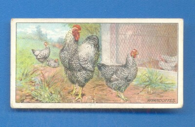 POULTRY.No.1.WYANDOTTES.OGDENS CIGARETTE CARD ISSUED 1915
