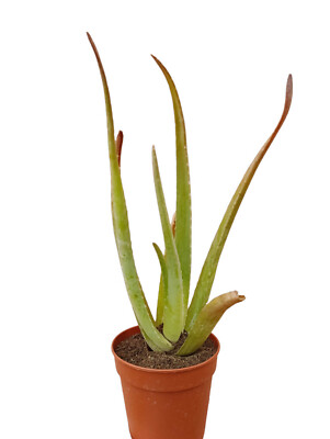 poster agave Agave Botanical Print