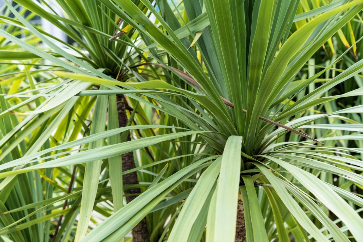 25 BLUE DRACAENA SPIKES Cordyline Indivisa Flower Seeds *Flat S/H | eBay