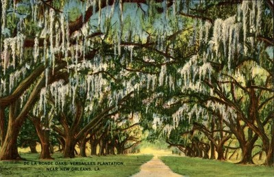 De La Ronde Oaks, Versailles Plantation, New Orleans, LA Postcard