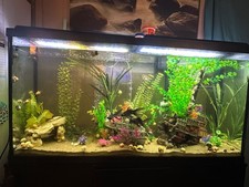 70 live mystery snails freshwater BREEDING BUNDLE