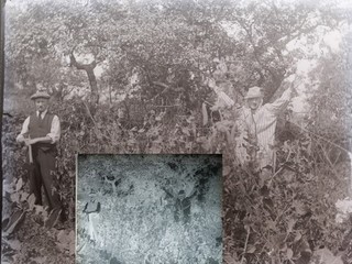 Antikes Glasplattennegativ Mann Gartenarbeit und eine menschliche Vogelscheuche