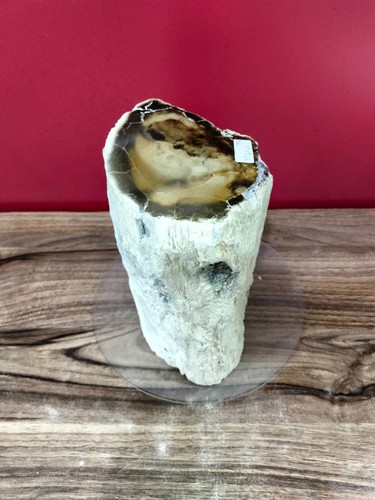 Beige brown opalized petrified wood polished 3565gr 462 - Picture 9 of 10