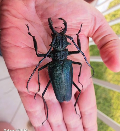 CERAMBYCIDAE/PRIONINAE PSALIDOGNATHUS MALE A1 70MM GREEN & BLUE ATALAYA-PERU - Picture 4 of 4